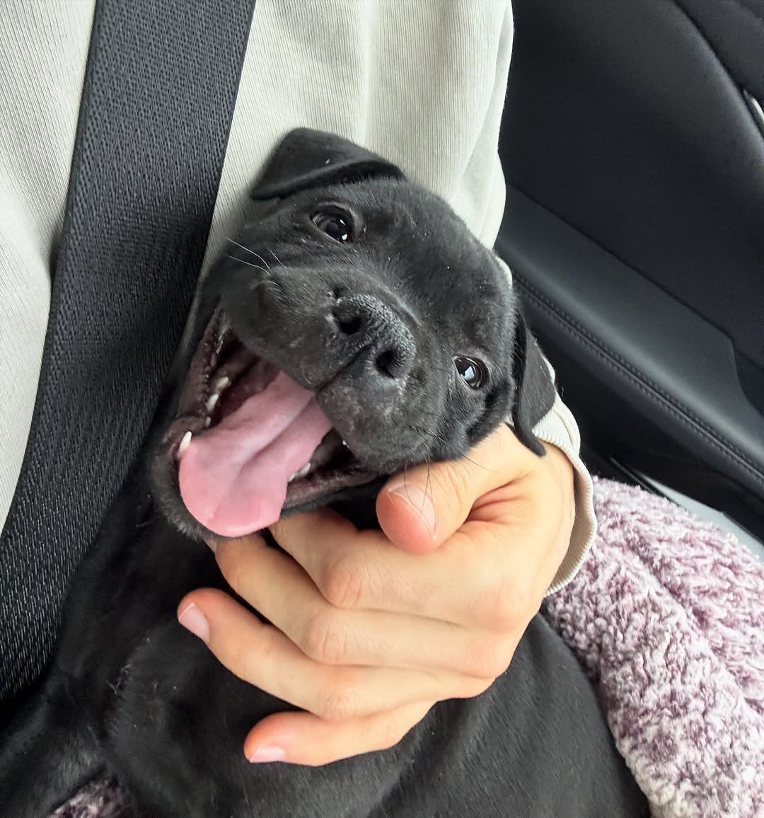 Happy Staffie family